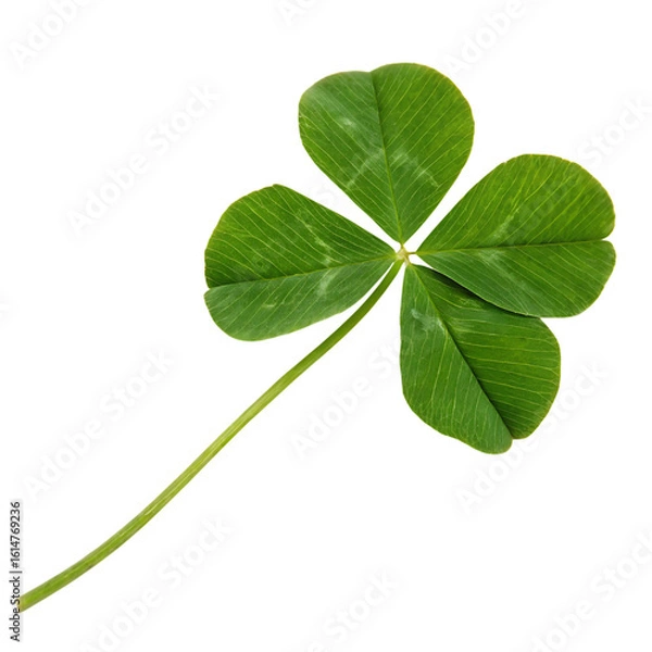 Fototapeta A whole single four leaf clover isolated on a transparent background