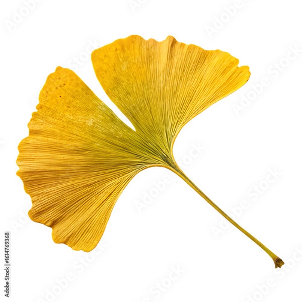 Fototapeta A whole single ginkgo biloba leaf isolated on a transparent background