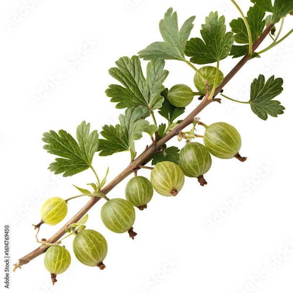 Fototapeta A whole single gooseberry branch isolated on a transparent background