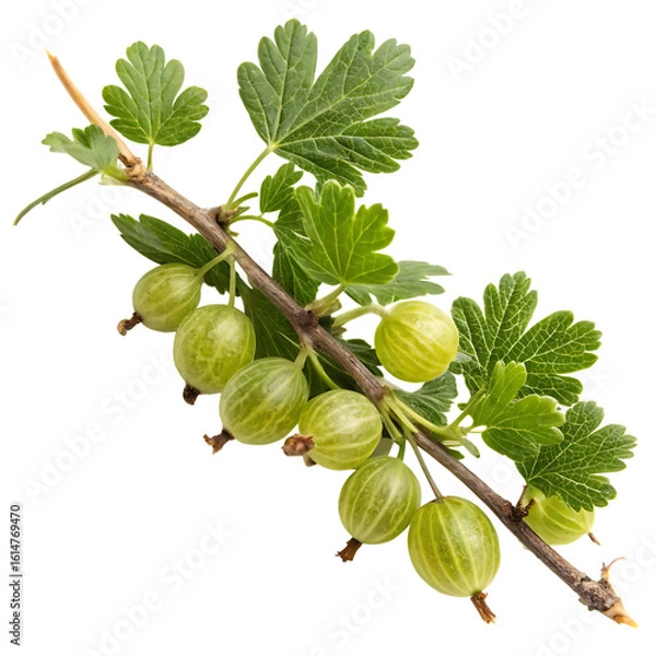 Fototapeta A whole single gooseberry branch isolated on a transparent background