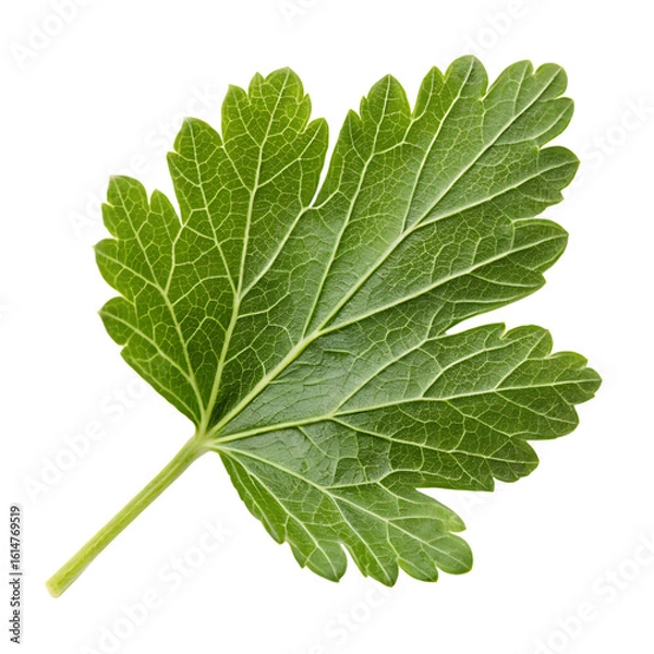 Fototapeta A whole single gooseberry leaf isolated on a transparent background