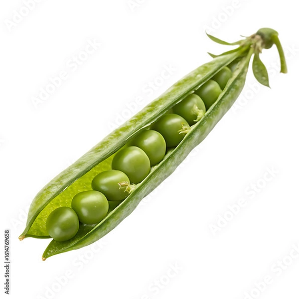 Fototapeta A whole single green mung bean pod isolated on a transparent background