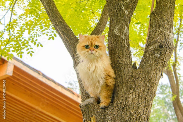 Obraz 木の上にいる猫