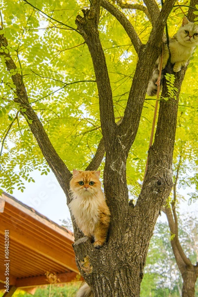 Obraz 木の上にいる猫