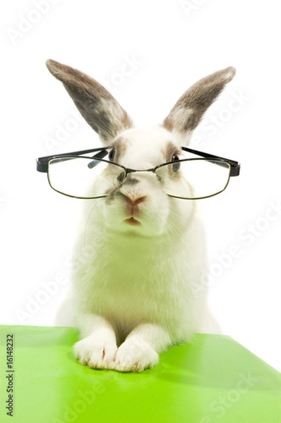 Obraz white rabbit wearing glasses