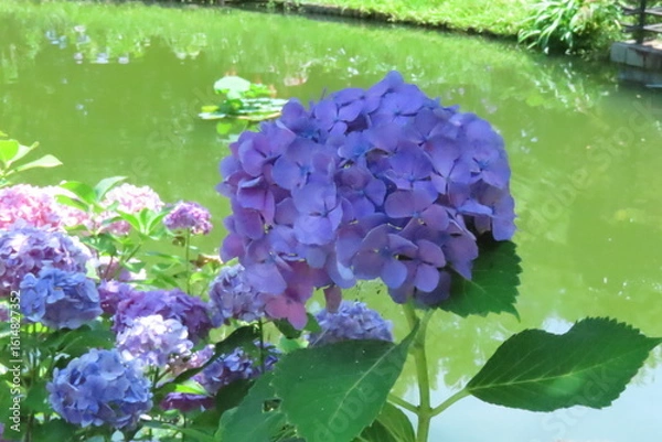 Obraz 青いアジサイ