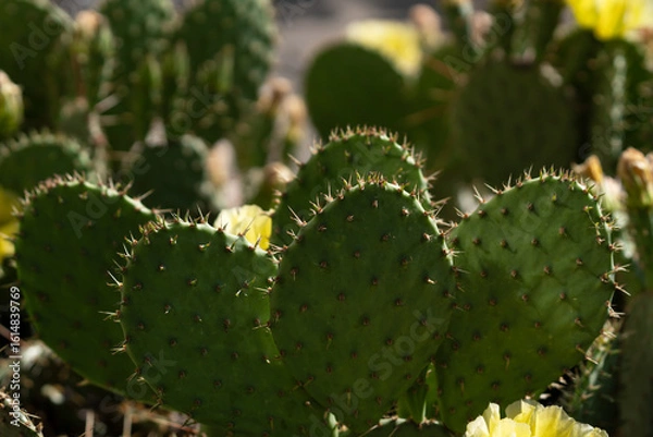 Obraz Prickly pear in flowering season