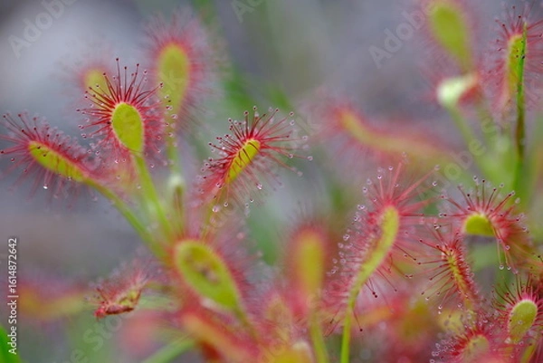Fototapeta Drosera capensis: Stunning Macro of Carnivorous Plant in South Africa