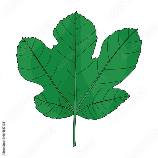 Fototapeta Tropical green fig leaf in doodle style. Hand drawn vector isolated element for design.