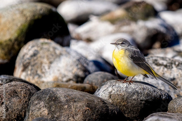 Obraz 水辺のキセキレイ