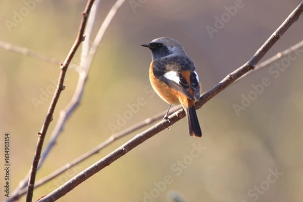 Obraz 【ジョウビタキ♂】