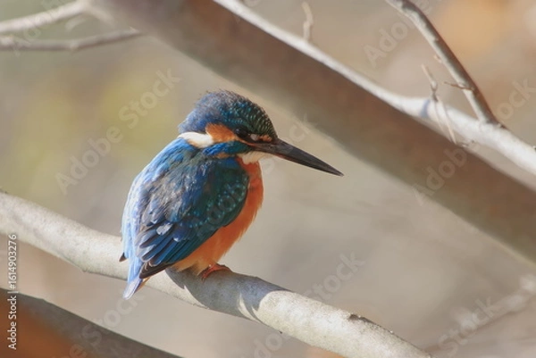 Obraz 【カワセミ】