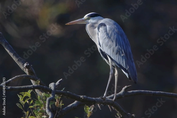 Obraz 【アオサギ】