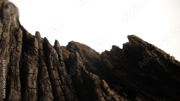 Fototapeta Close-up of cracked wood ridges under studio light on white backdrop