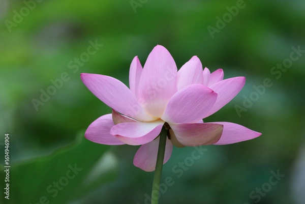 Fototapeta 形の良い時期からやや過ぎた蓮の花