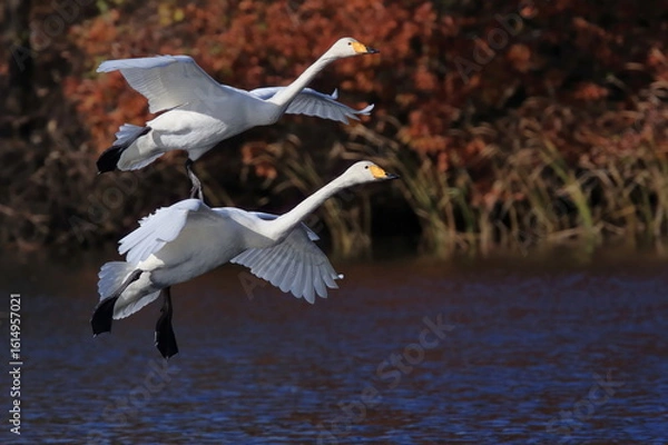 Obraz 【白鳥の飛翔】