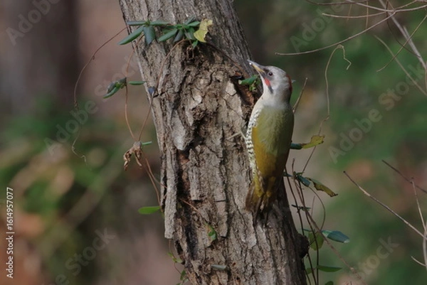 Obraz 【アオゲラ】