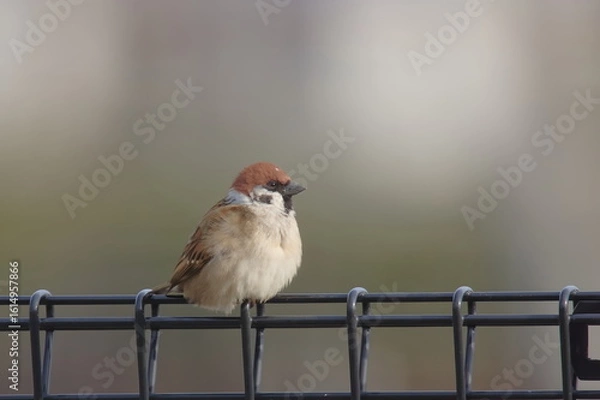 Obraz 【スズメ】