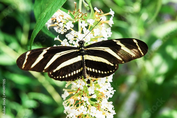 Fototapeta The longwing zebra or heliconius zebra is an exotic butterfly. Heliconius charithonia.