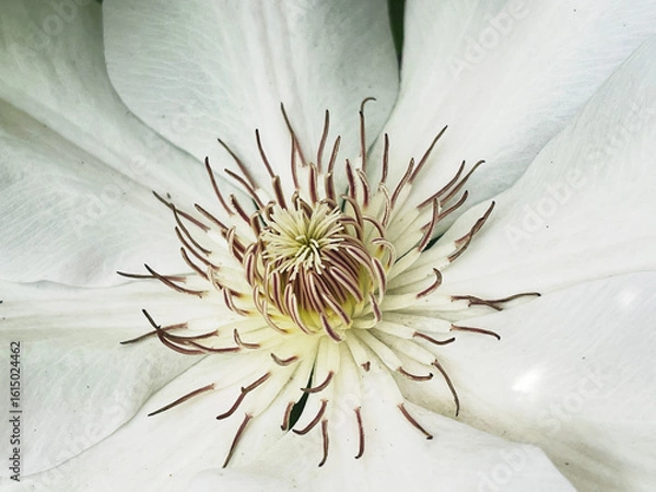 Obraz White clematis flower close up