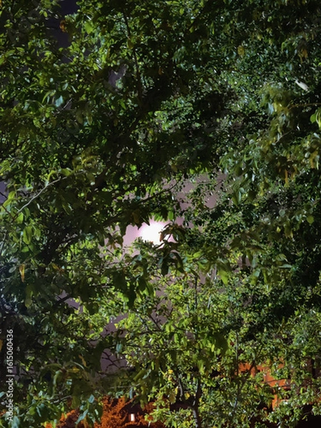 Obraz white swan on a tree