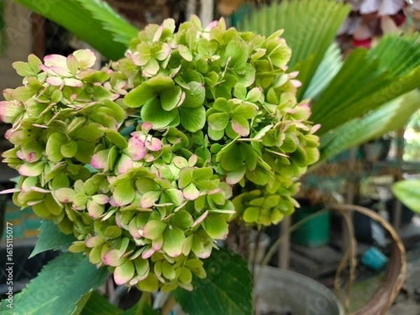 Obraz cactus in the garden