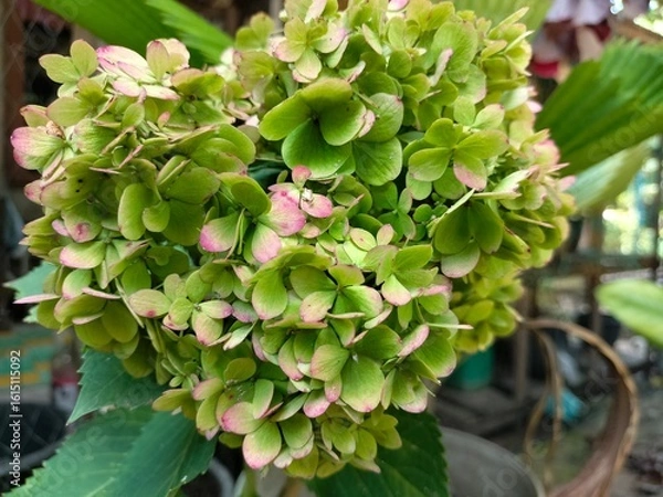 Obraz cactus in the garden