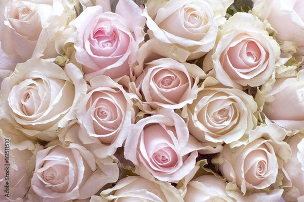 Obraz Roses as a Background