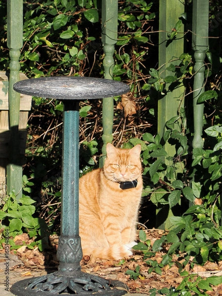 Fototapeta A beautiful mature ginger cat wearing a tracking collar sat on some decking