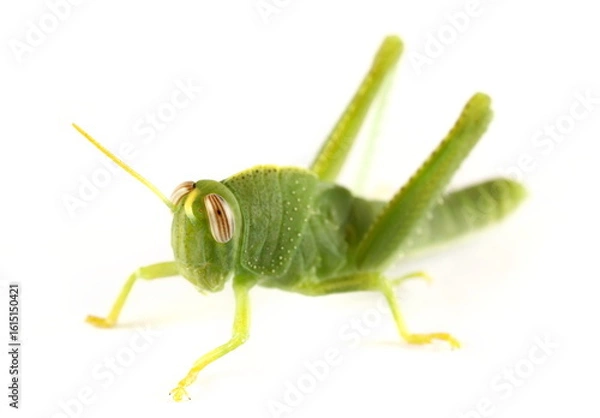 Fototapeta Small, immature green egyptian grasshopper or Egyptian locust (Anacridium aegyptium) isolated on white background, side view