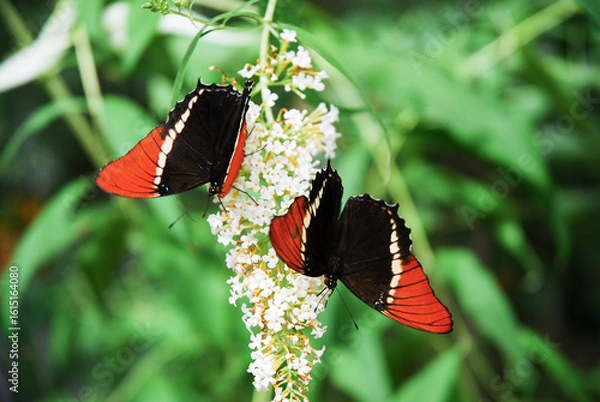 Fototapeta Siproeta epaphus, known as the rusty-tipped page or brown siproeta, is an exotic butterfly that lives in tropical conditions.