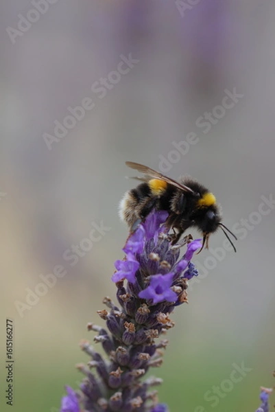 Obraz Bees on lavender