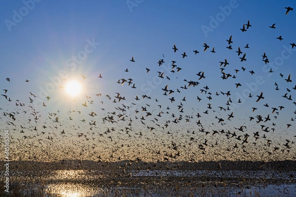 Fototapeta 印旛沼のトモエガモ大群の飛翔