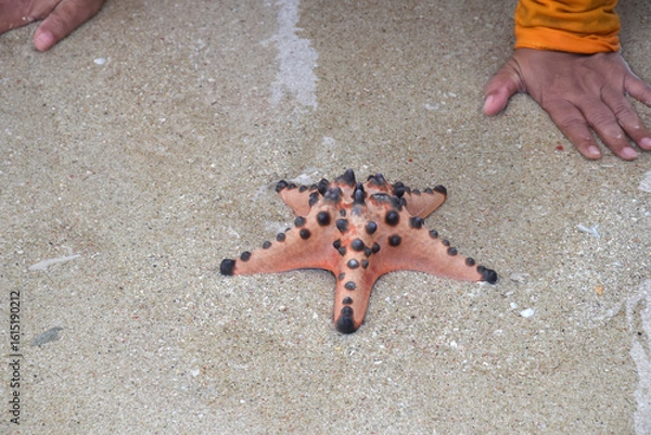Obraz Collection of starfish on clean sand
