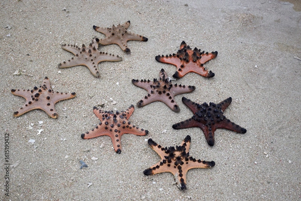 Obraz Collection of starfish on clean sand