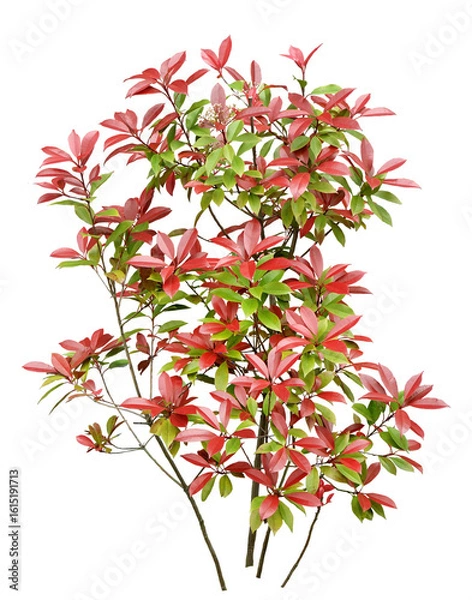 Obraz カナメモチ　4月撮影　樹高105cm