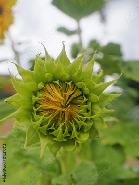 Fototapeta close up of a large sunflower bloom beginning to open up