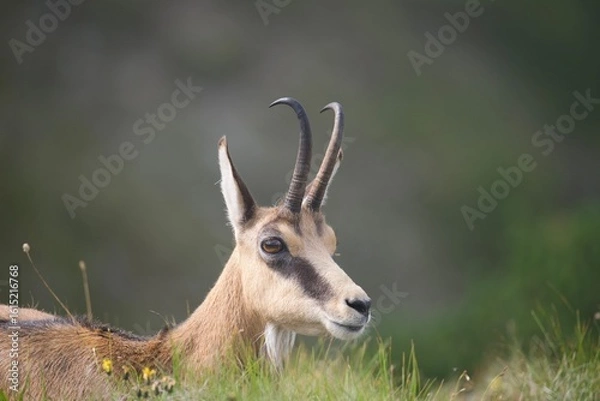 Fototapeta chamois