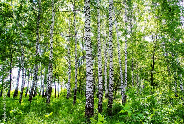 Obraz birch grove