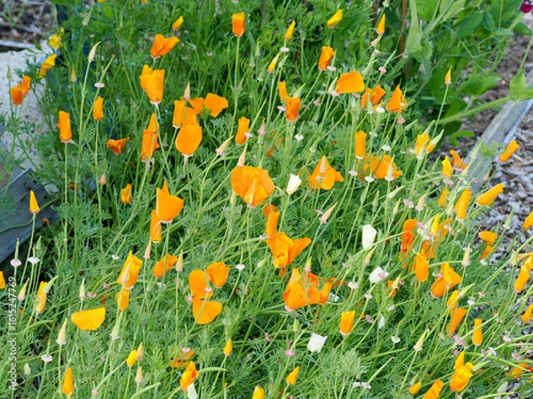 Fototapeta bright orange yellow Californian poppies growing on an allotment plot