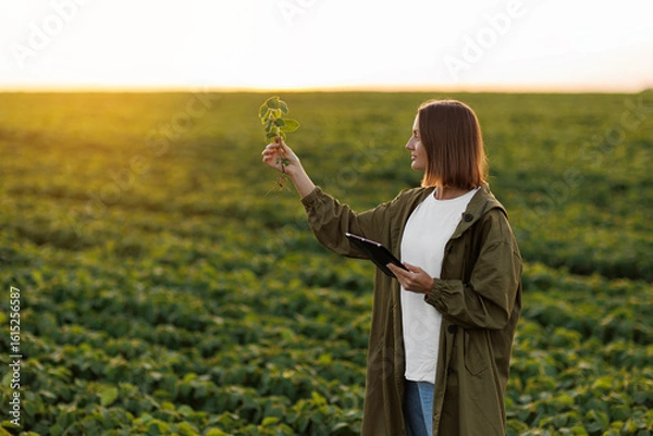 Fototapeta Female farmer with digital tablet holds soya plant, examines and checkins at field. Agronomist controls the growth and development of sprouts before harvesting. Smart farming soybean technology.