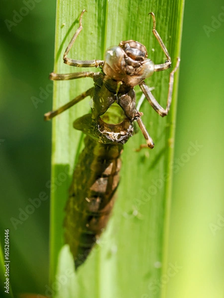 Fototapeta Close-up macro photograph of the shell of a dragonfly larvae showing the hole where the adult has emerged