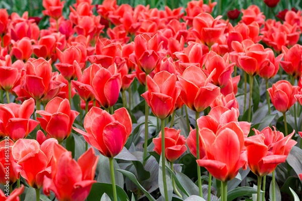 Obraz Many red tulips on a Sunny day. Festive floral background.