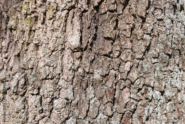 Obraz grey tree bark closeup
