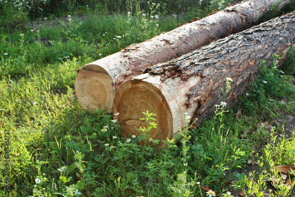 Obraz pine logs ready for transportation