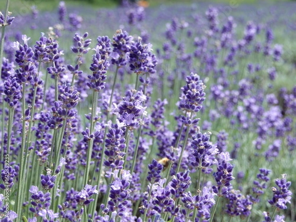 Obraz こいむらさきのラベンダー畑
