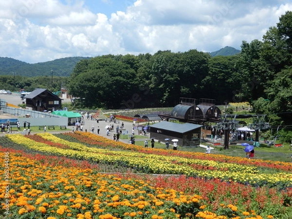 Obraz 群馬県にあるたんばらラベンダーパークの彩の丘