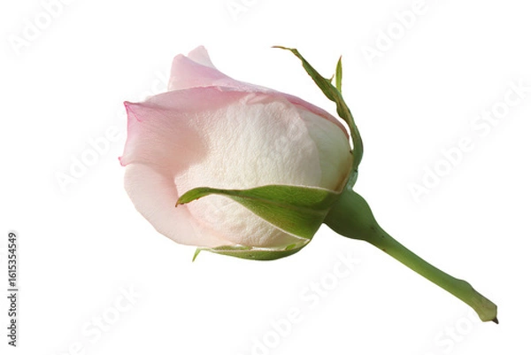 Fototapeta a single pink rose bud on a white background