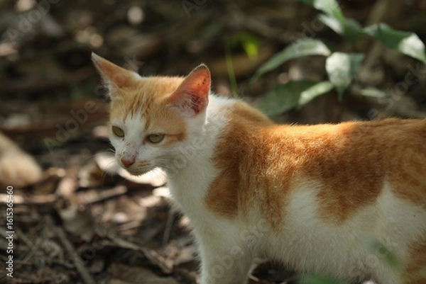 Fototapeta Beautiful local cat from Kalimantan