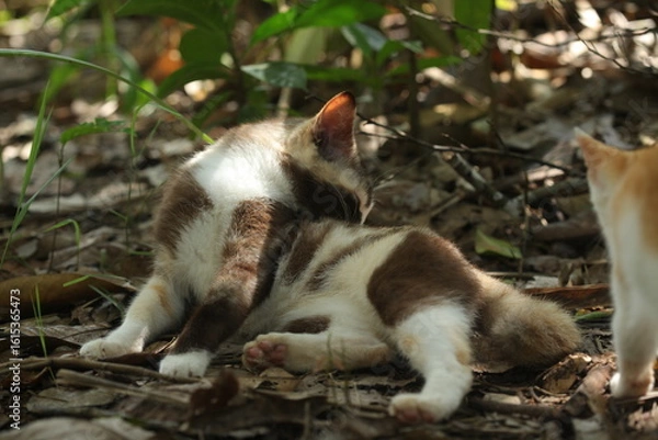 Fototapeta Beautiful local cat from Kalimantan